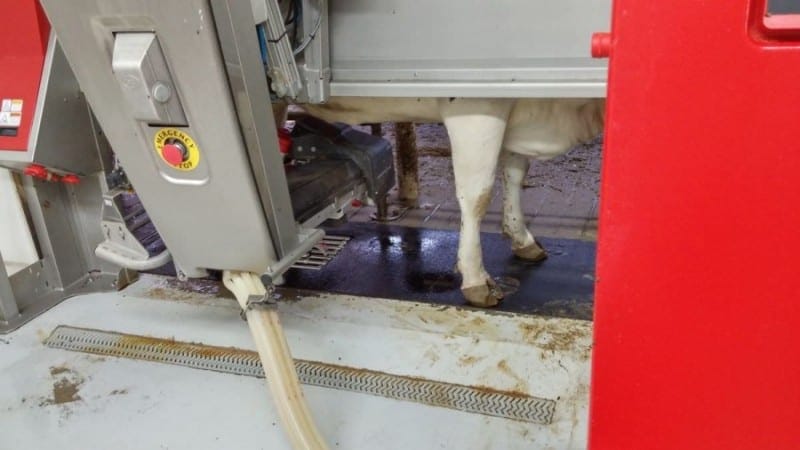 Meier Dairy Automated Milking